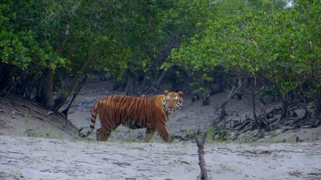 Sundarban Tour Package in Bangladesh