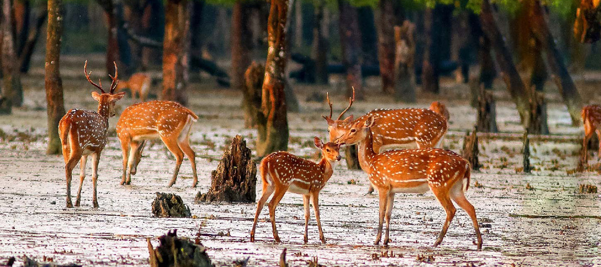 SUNDARBAN Tour Package - সুন্দরবন ট্যুর প্যাকেজ SUNDARBAN Tour Package - সুন্দরবন ট্যুর প্যাকেজ