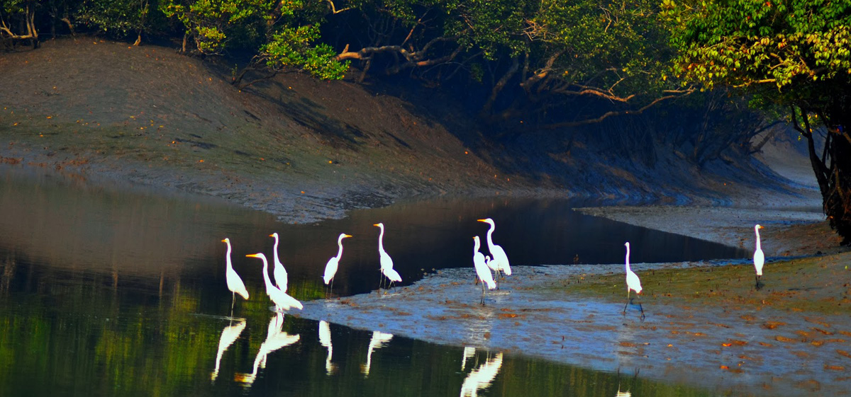SUNDARBAN Tour Package - সুন্দরবন ট্যুর প্যাকেজ SUNDARBAN Tour Package - সুন্দরবন ট্যুর প্যাকেজ