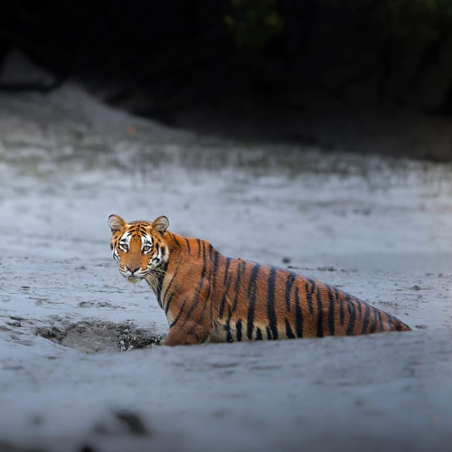 Sundarban Tour Package