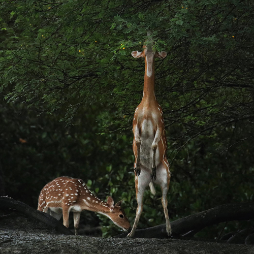 Sundarban Tour Package