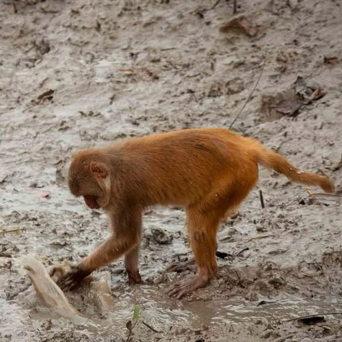 Sundarban Tour Package