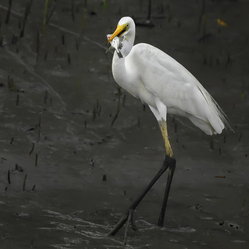Sundarban Tour Package
