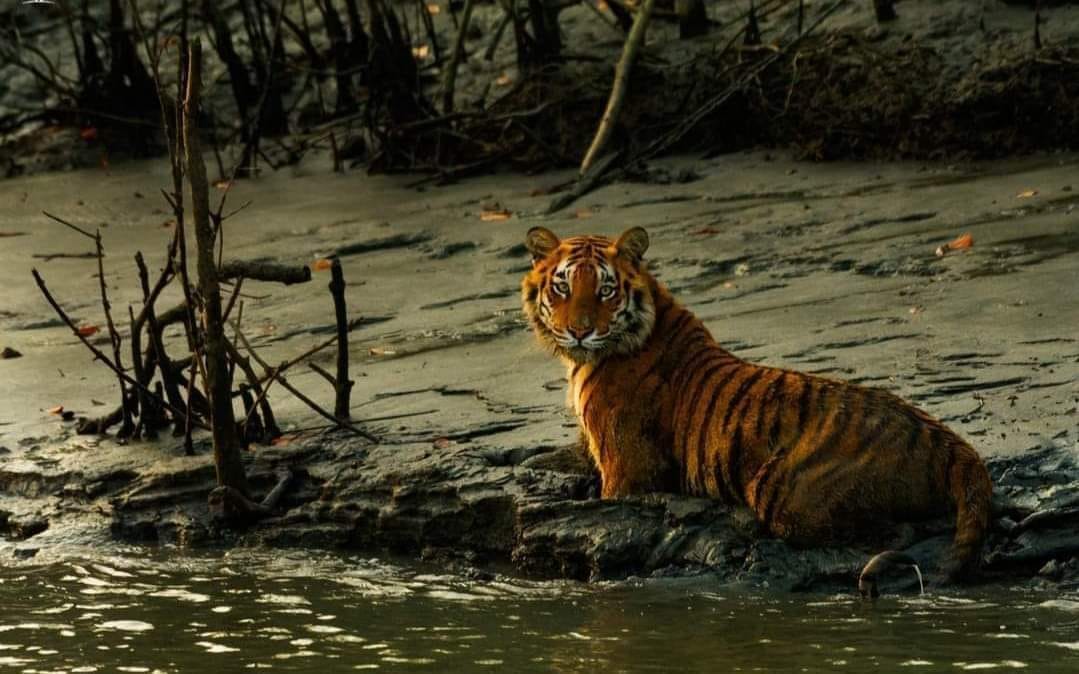 Sundarban Tour Package