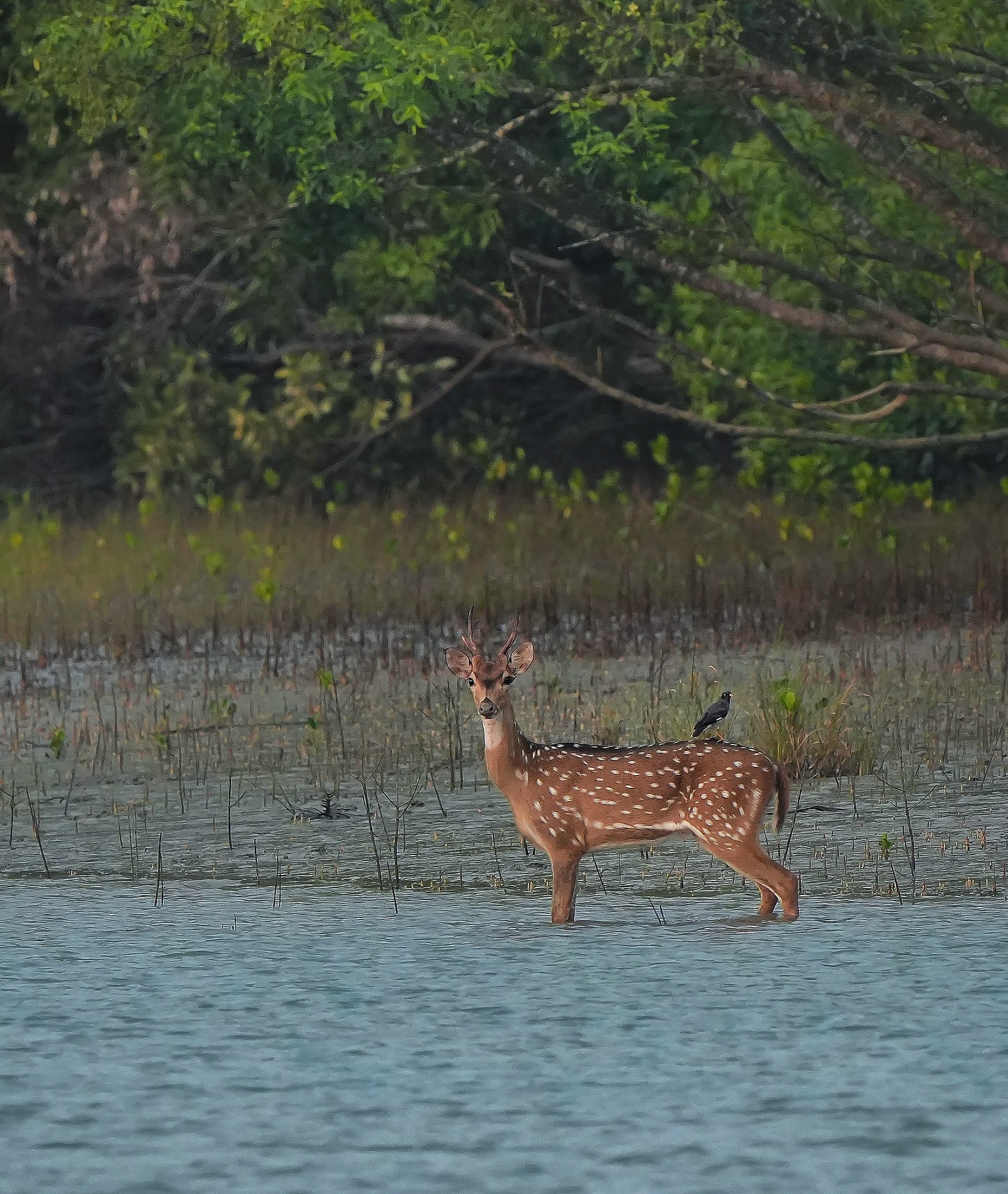 Sundarban Tour Package
