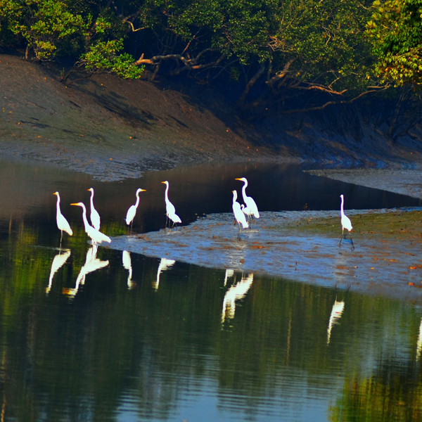 Sundarban Tour Package