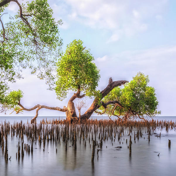 Sundarban Tour Package