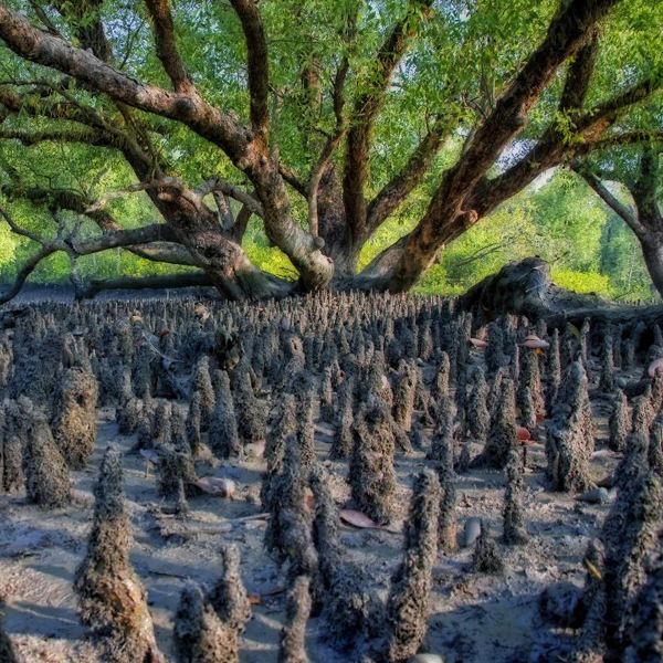Sundarban Tour Package