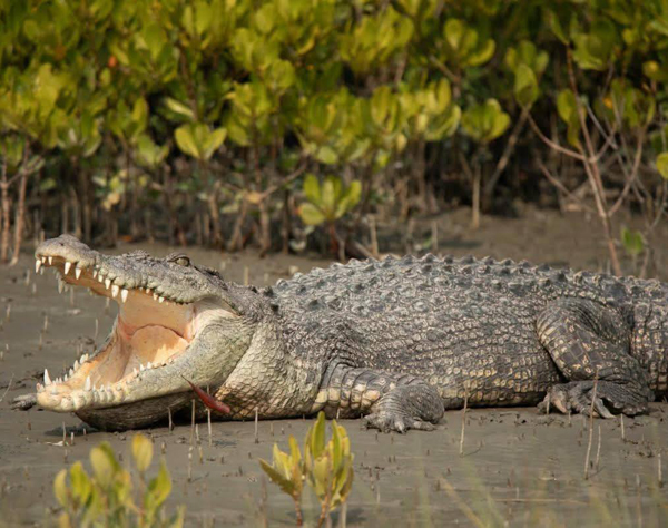 Sundarban Tour Package