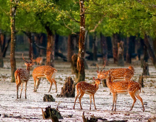 Sundarban Tour Package