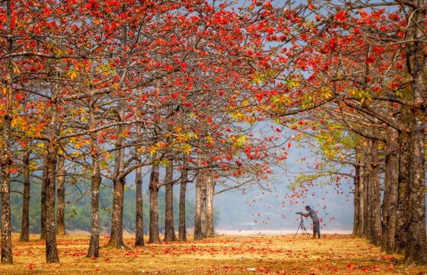 শিমুল বাগান